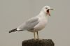 Ring-billed Gull at Westcliff Seafront (Steve Arlow) (116319 bytes)